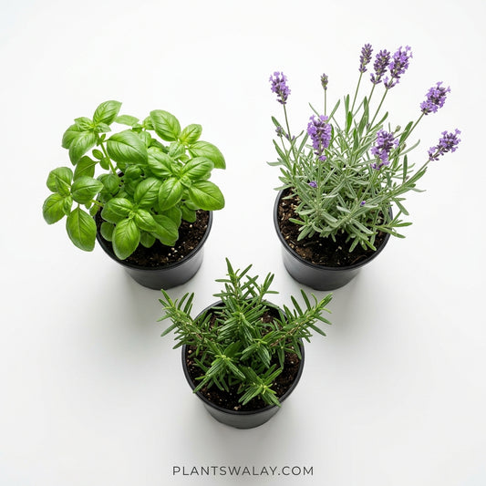 Deal of 3-Basil + Rosemary + Lavender | Complete Herb Collection
