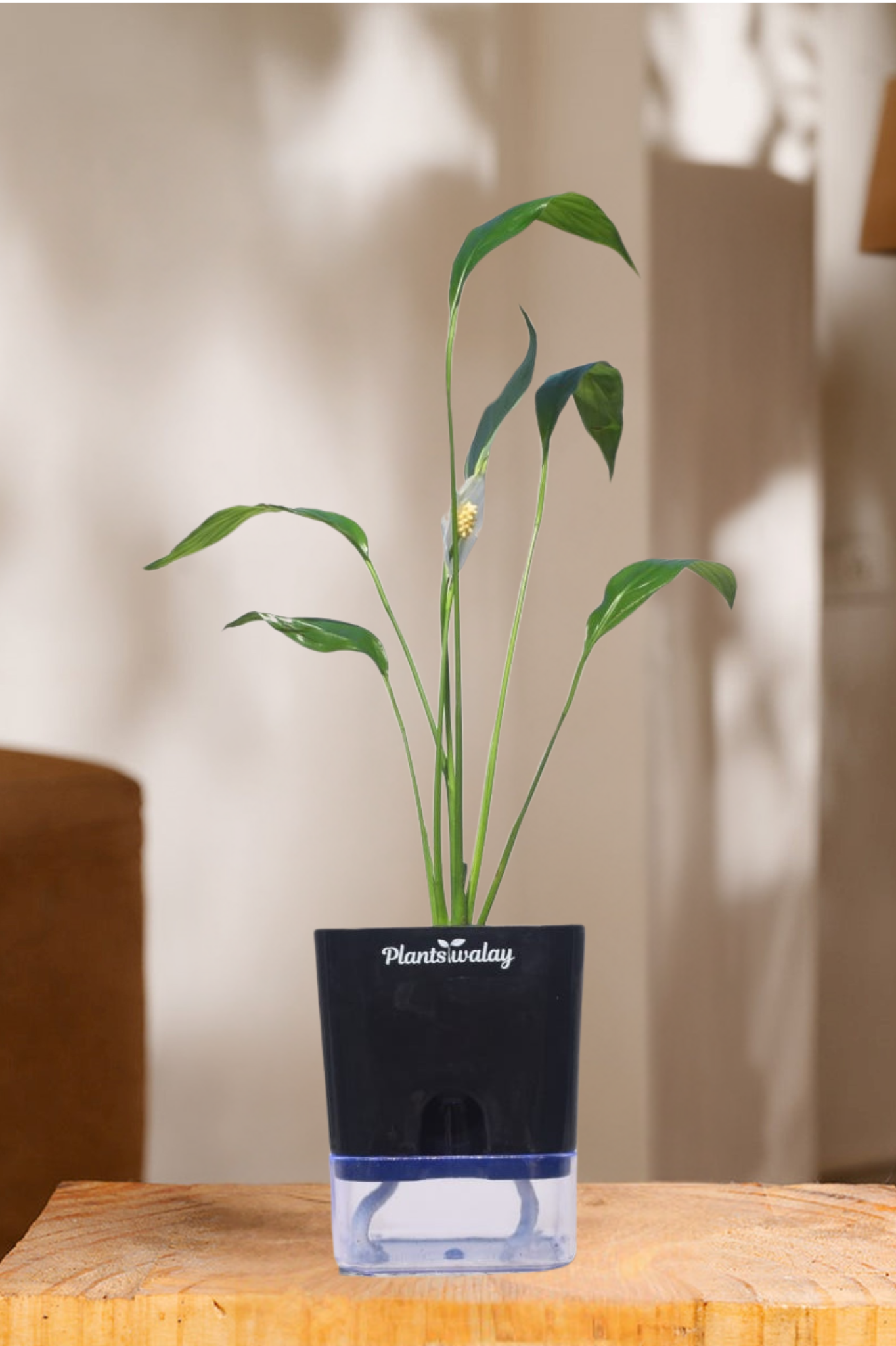 Peace lily With self watering pot