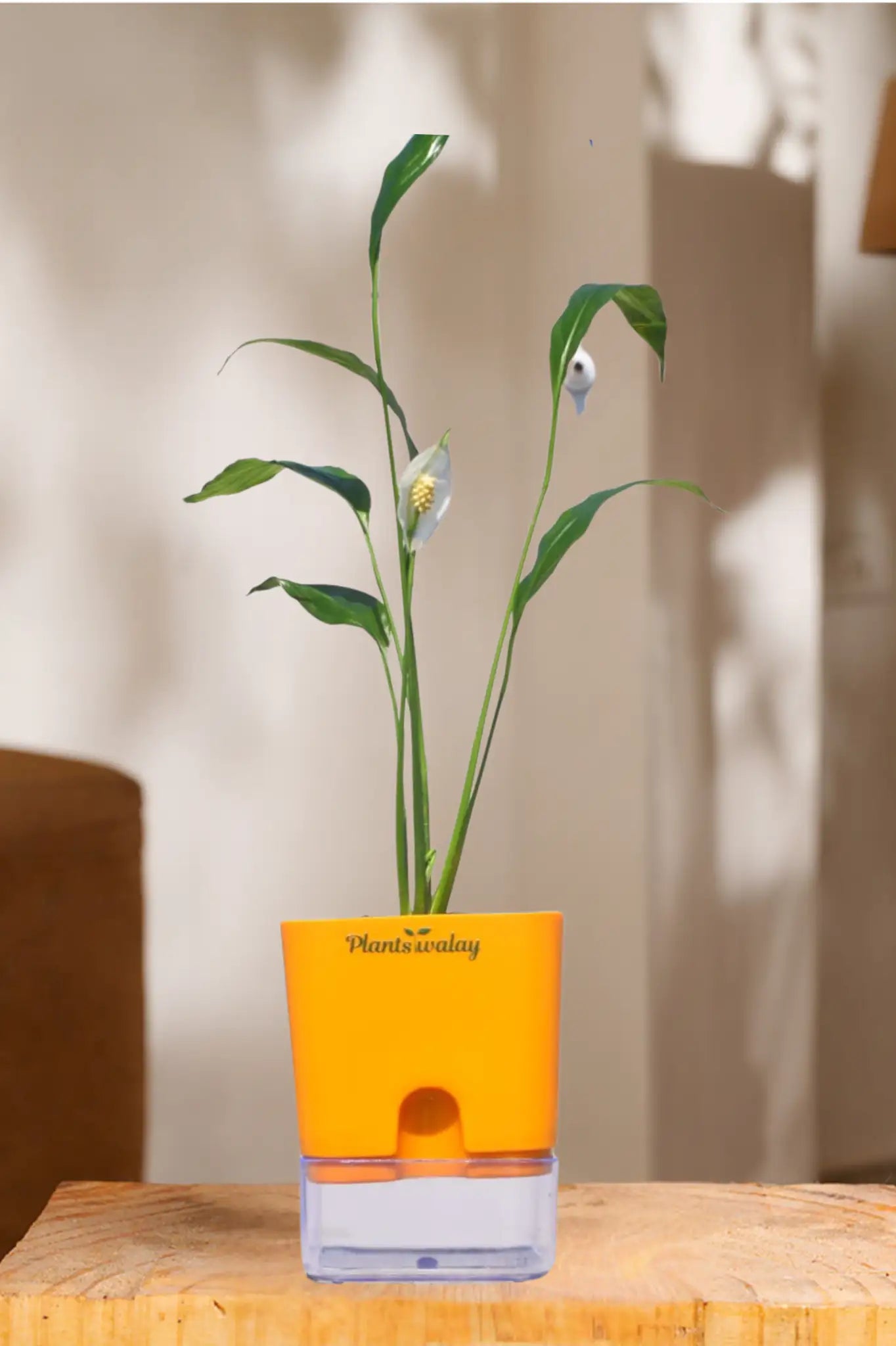 self watering pot for peace lily Peace lily (green) With self watering pot