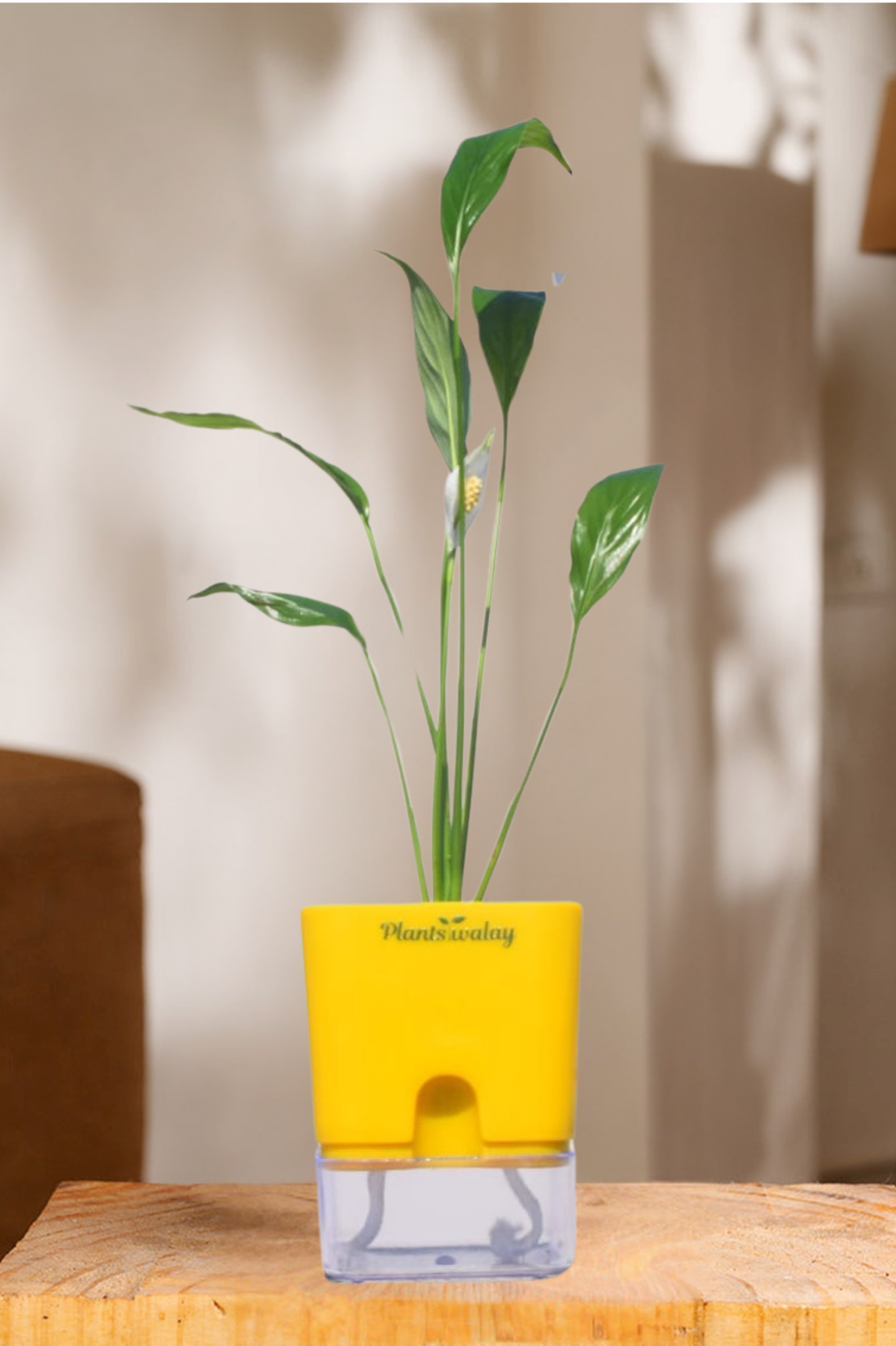 Peace lily With self watering pot