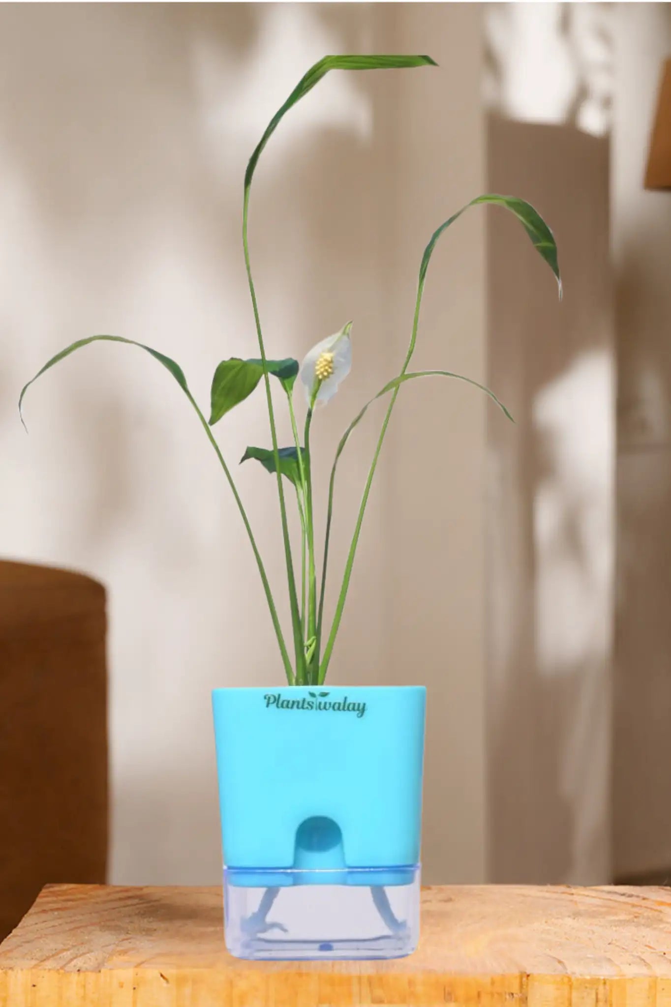 self watering pot for peace lily Peace lily (green) With self watering pot