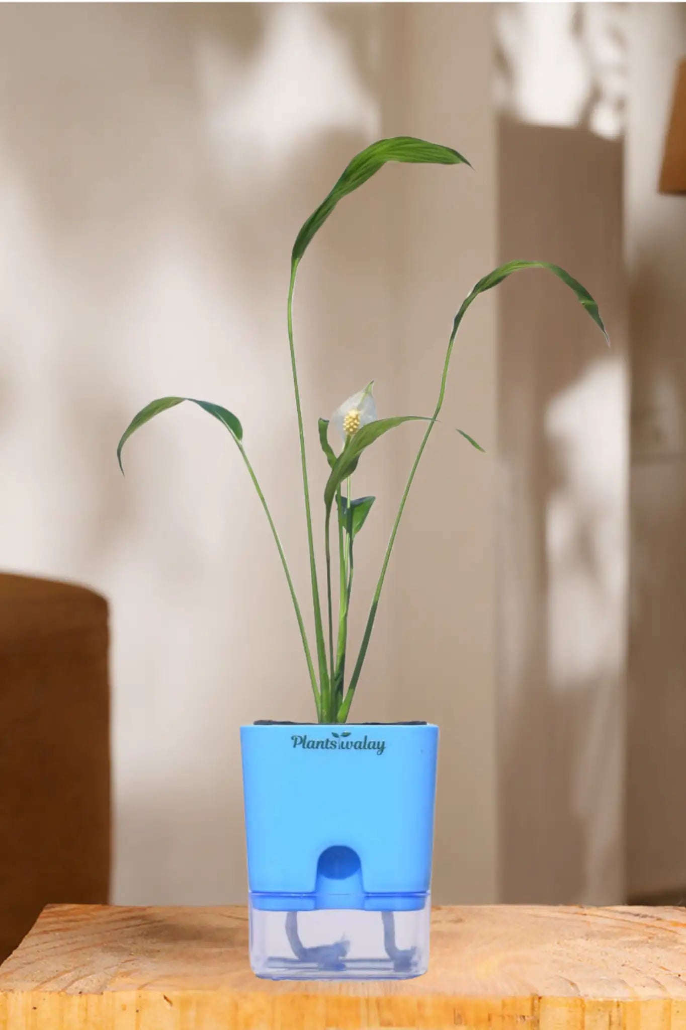 peace lily indoor watering Peace lily (green) With self watering pot – plantswalay
