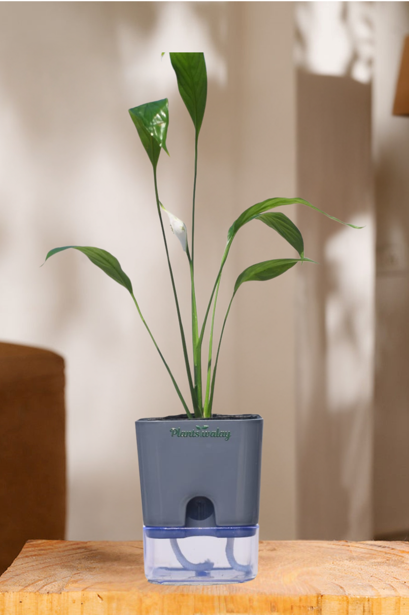Peace lily With self watering pot