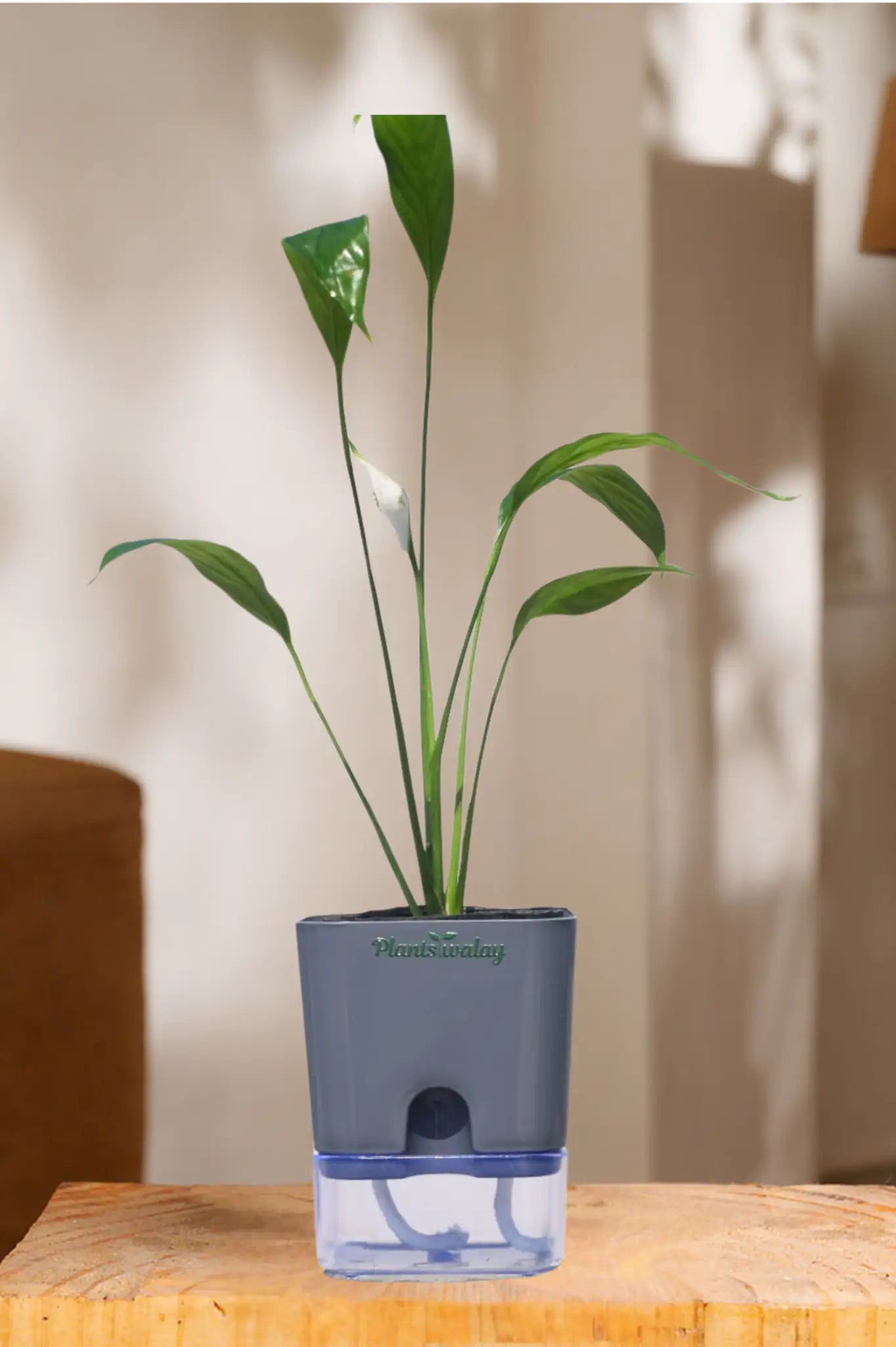 peace lily container Peace lily (green) With self watering pot – plantswalay