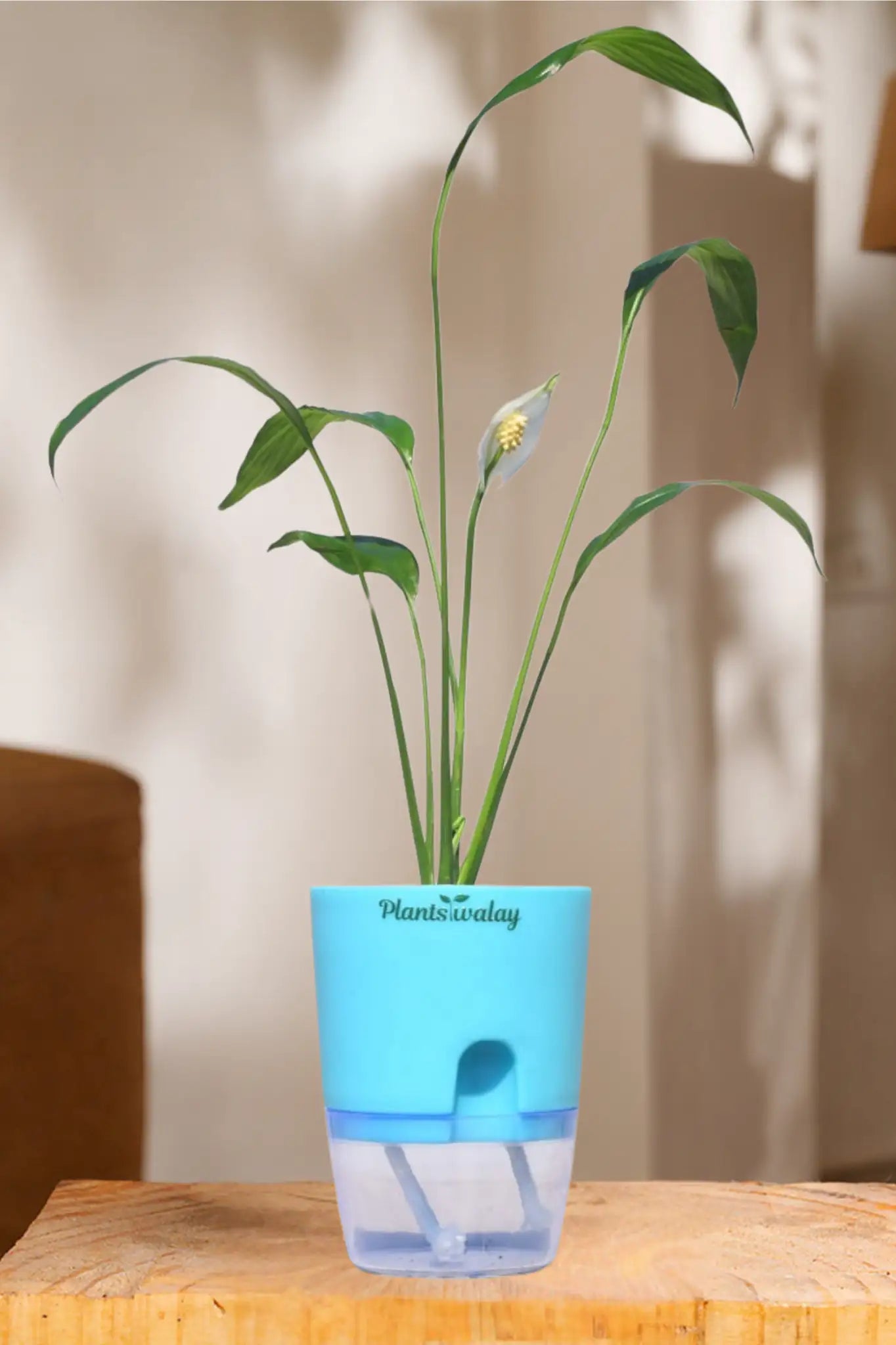 water vase for peace lily Peace lily (green) With self watering pot – plantswalay