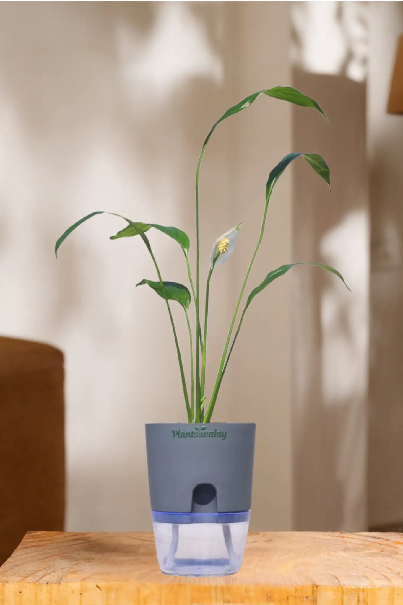 peace lily care water Peace lily (green) With self watering pot – plantswalay