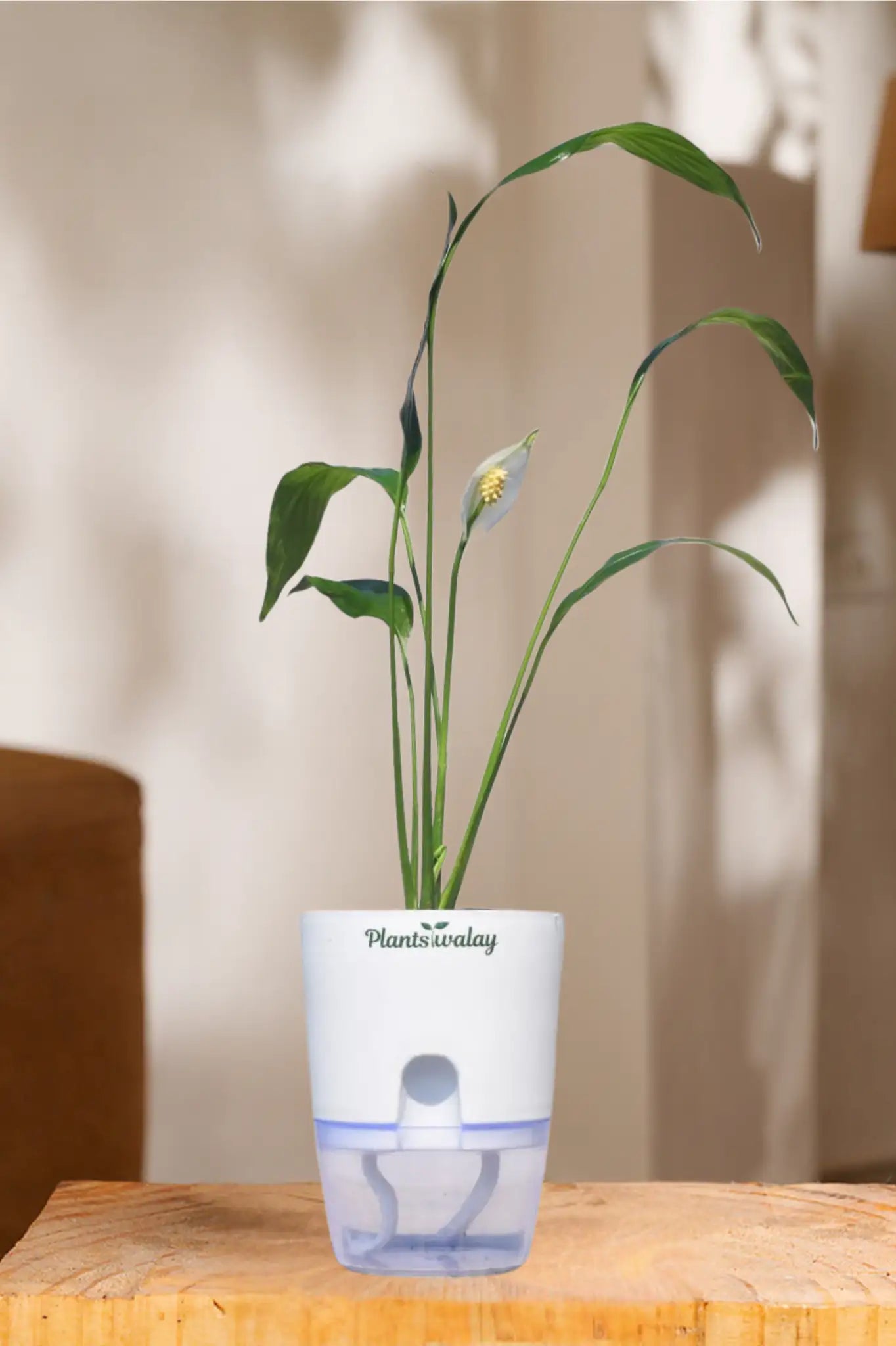 best way to water peace lily Peace lily (green) With self watering pot – plantswalay
