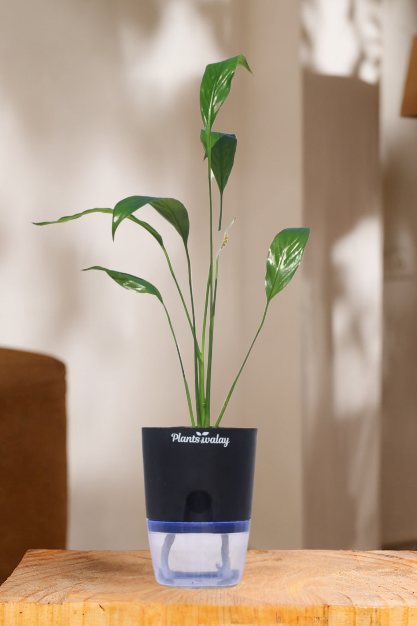 Peace lily With self watering pot