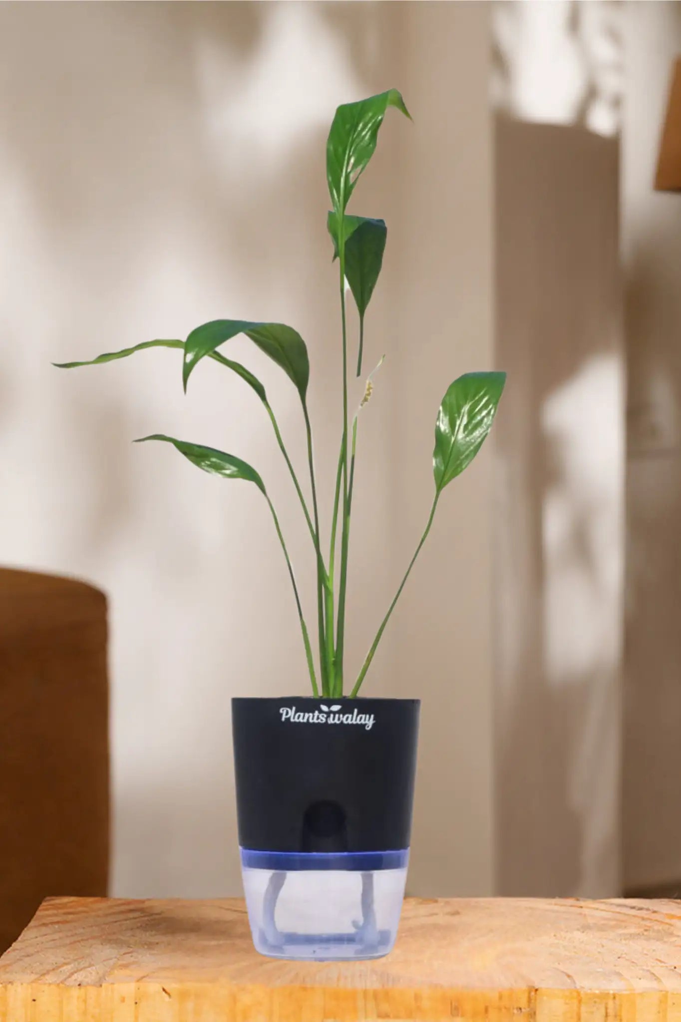 peace lily in small pot Peace lily (green) With self watering pot – plantswalay