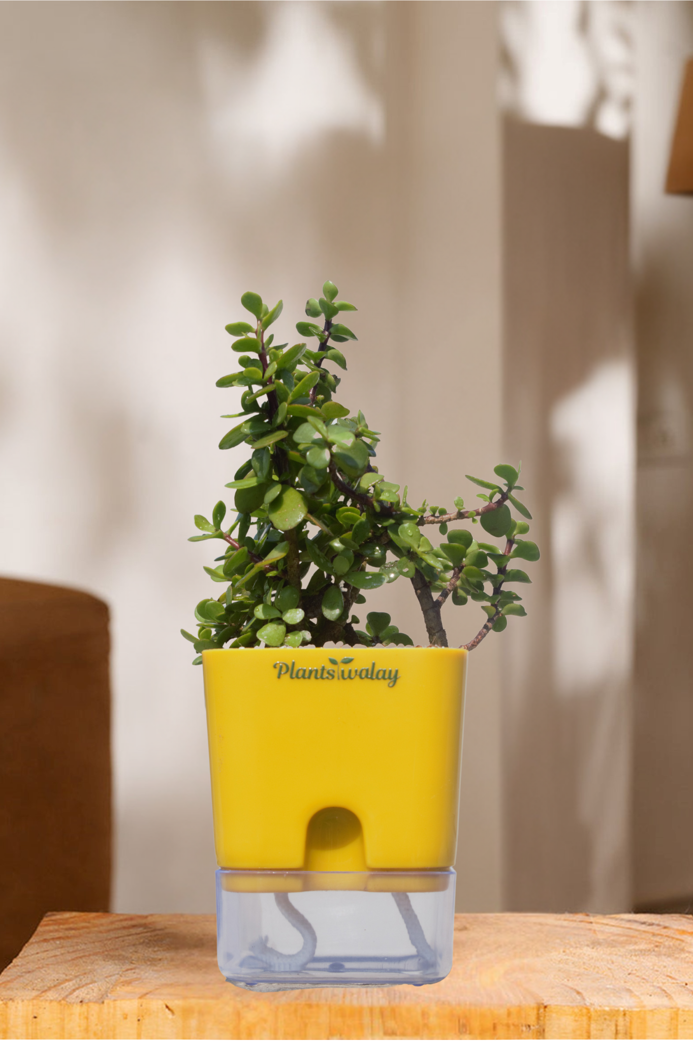 planter for jade plant Jade Plant with Self-Watering Pot – plantswalay