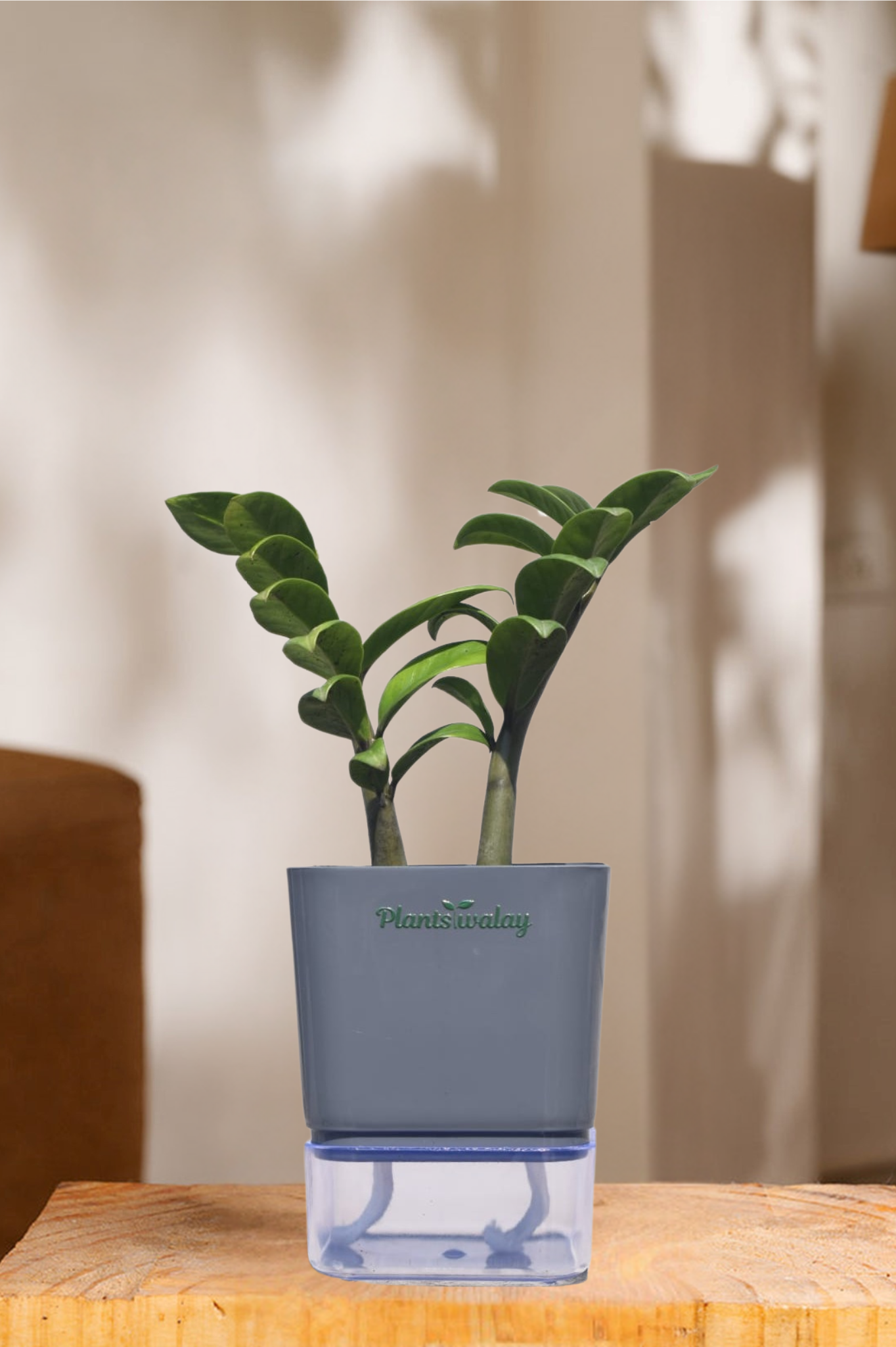 zz plant in self watering pot Zamioculcas Zamiifolia-Zamia (ZZ) Plant With Self Watering Pot