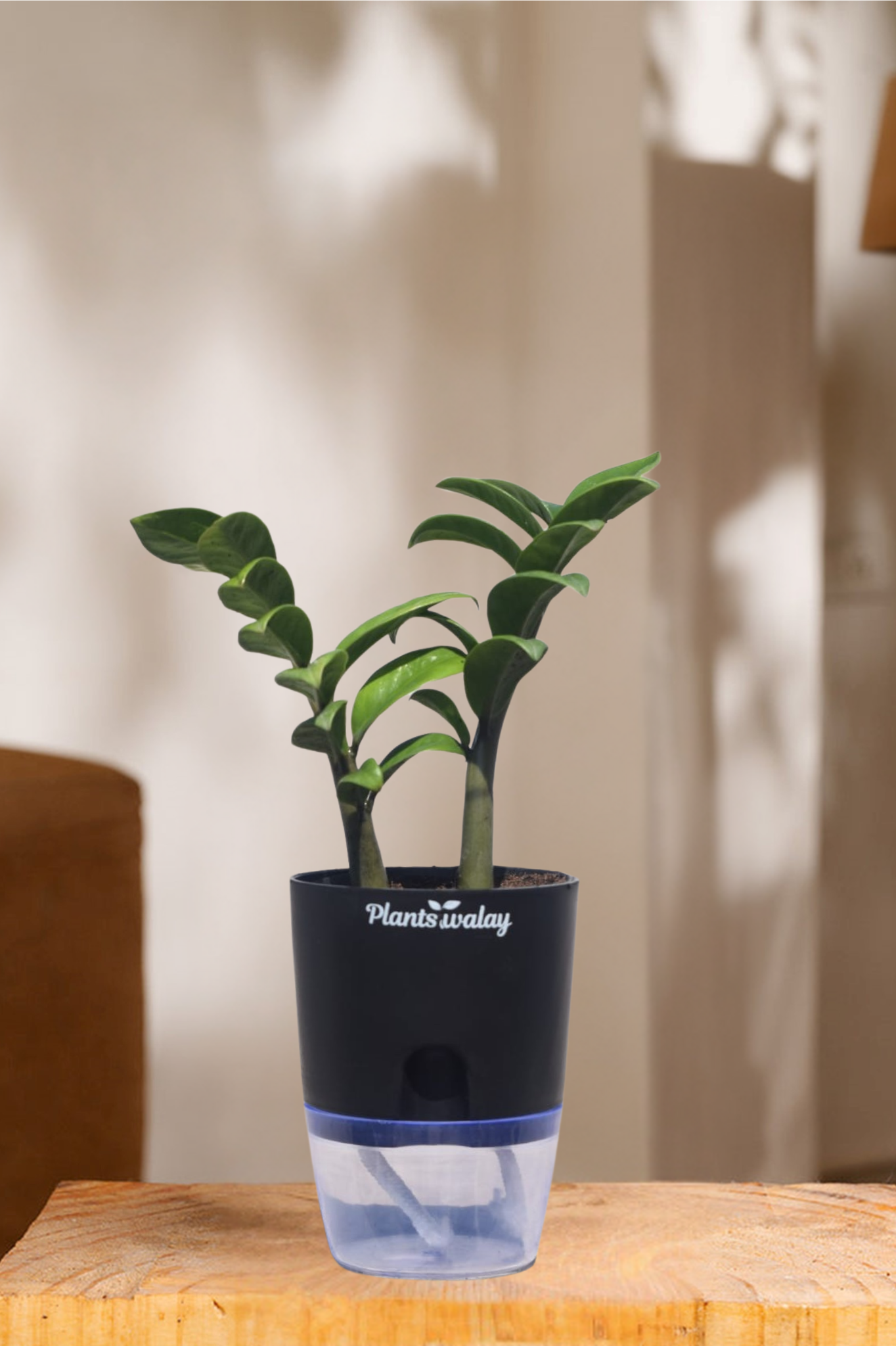 zz plant self watering pot Zamioculcas Zamiifolia-Zamia (ZZ) Plant With Self Watering Pot
