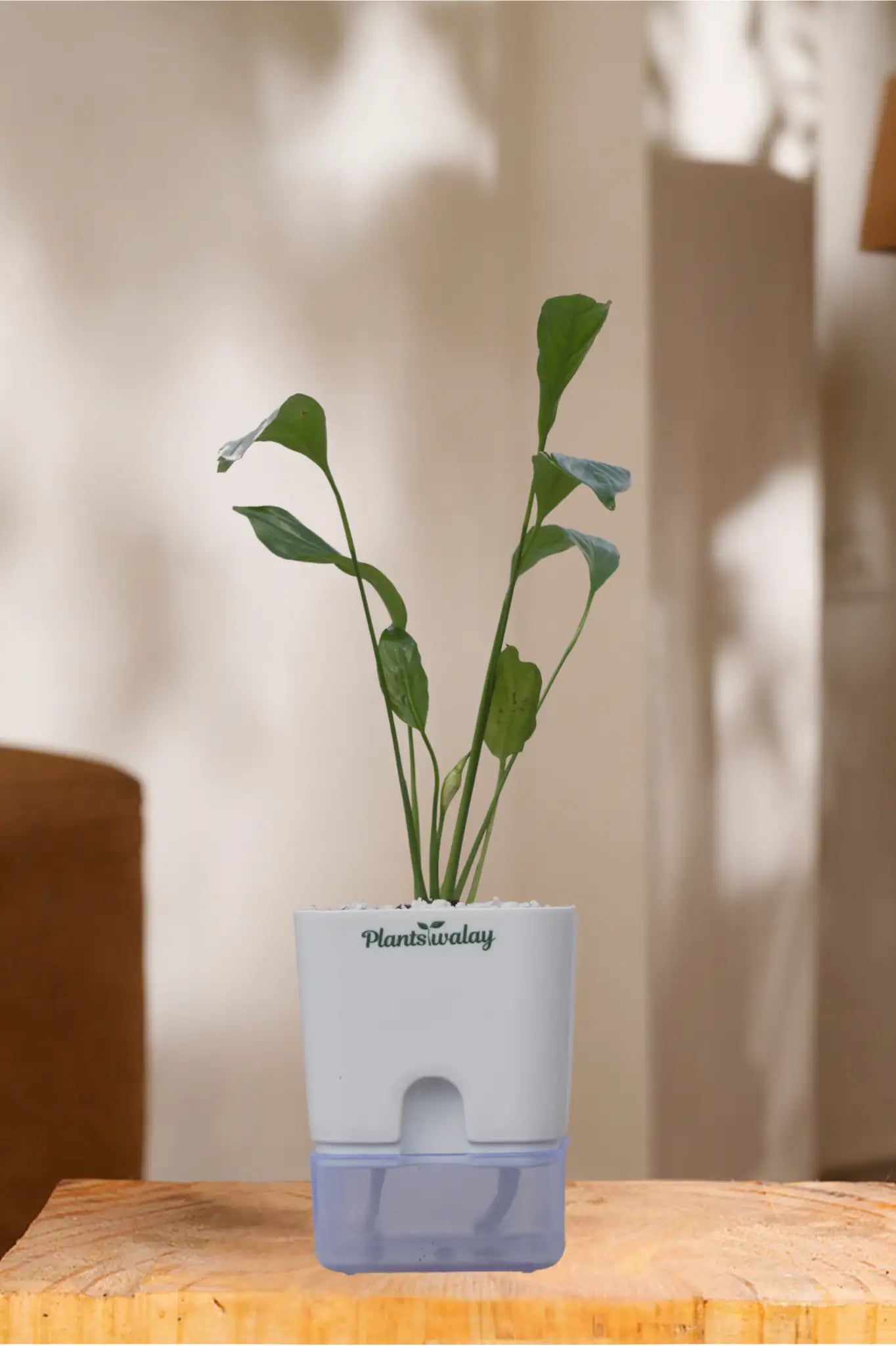 watering globe peace lily Peace lily (green) With self watering pot – plantswalay