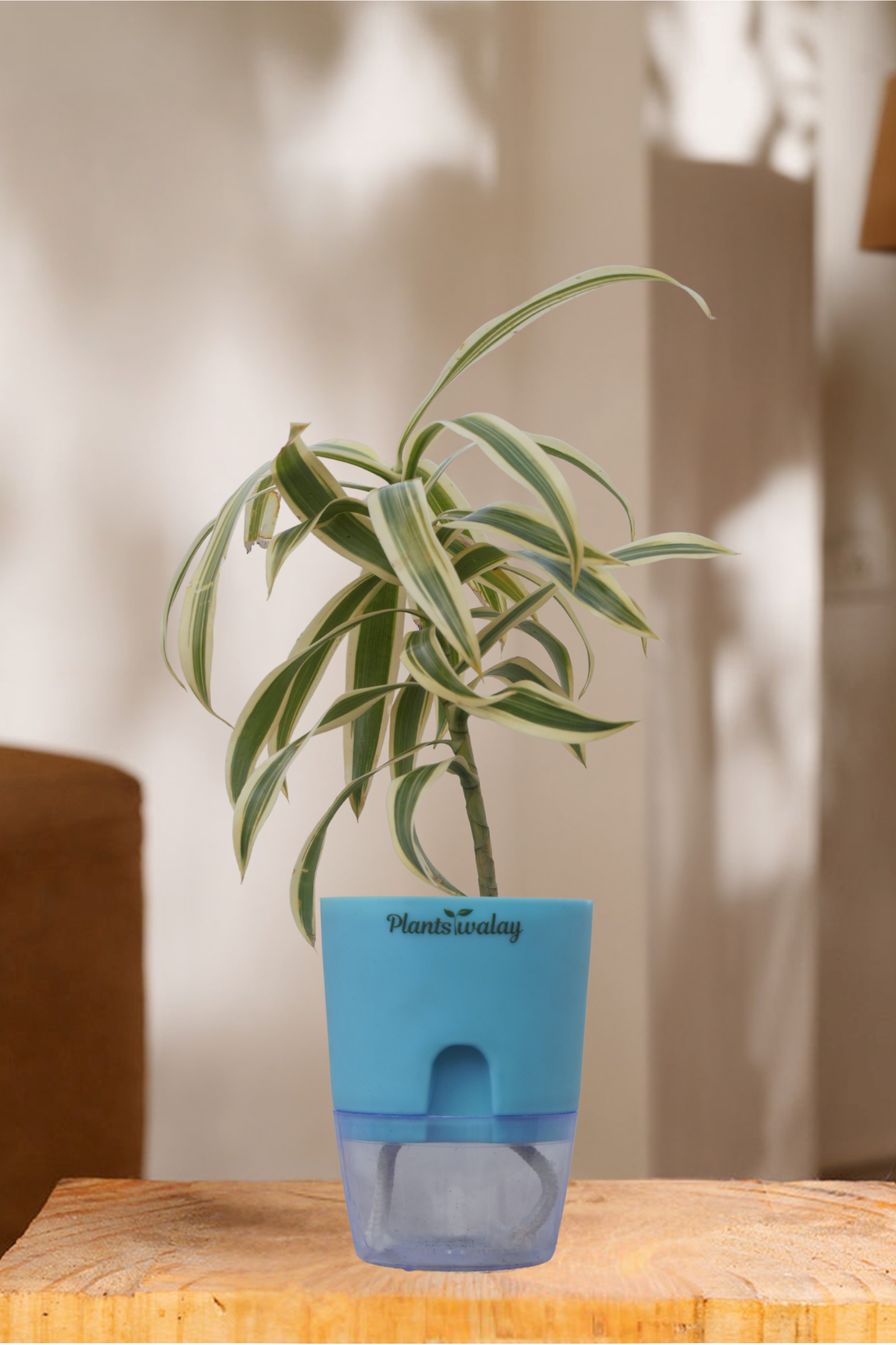 dracaena reflexa watering Song of India (Dracena Reflexa) Plant with Self-Watering Pot