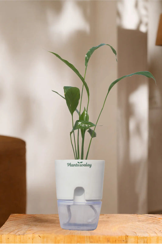 Peace lily (green) With self watering pot
