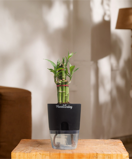 Lucky Bamboo with self watering pot