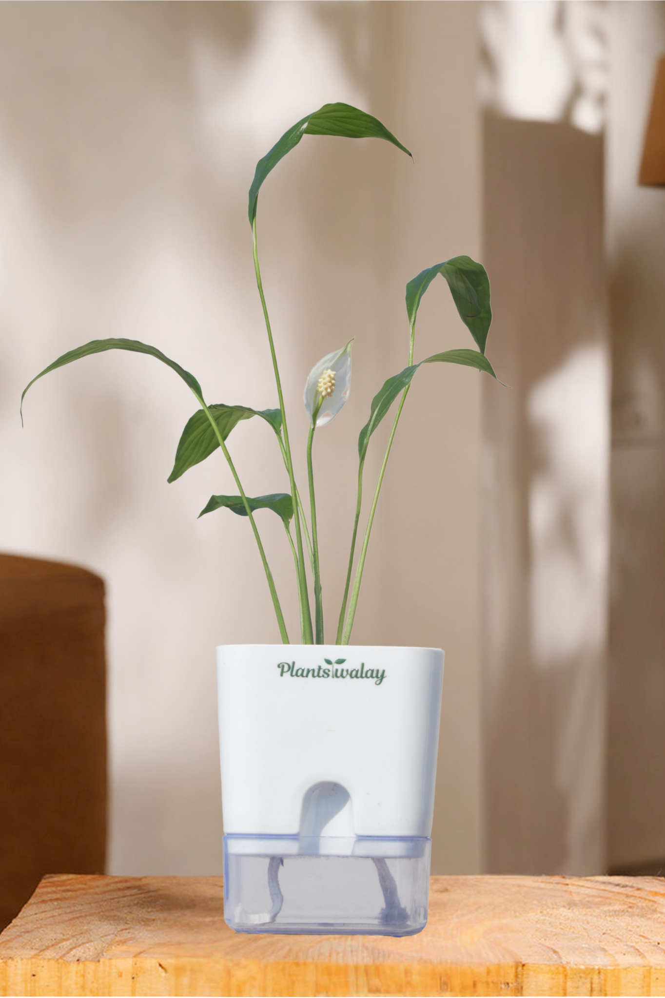 Peace lily With self watering pot