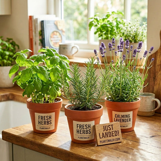 Deal of 3-Basil + Rosemary + Lavender | Complete Herb Collection