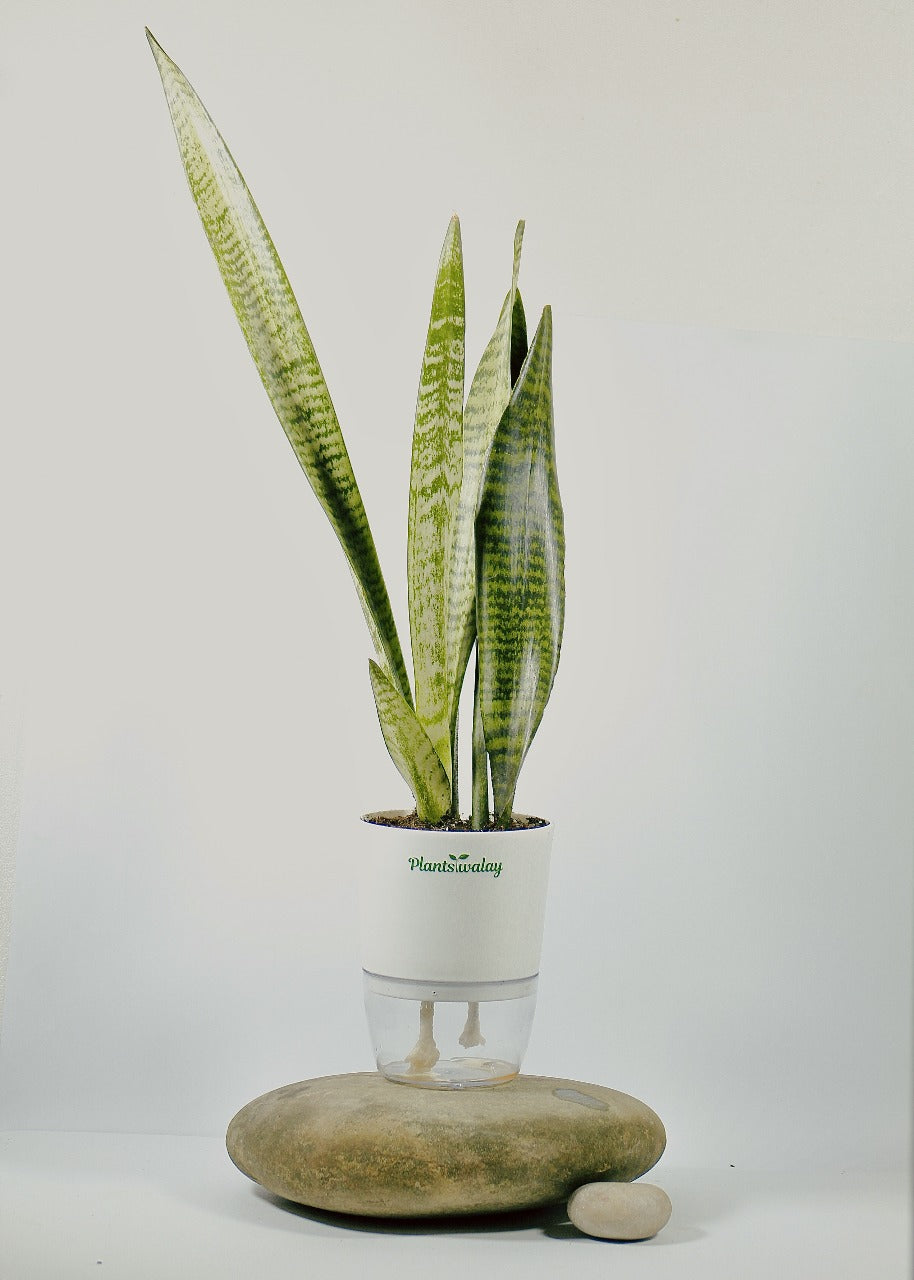 Dwarf Sansevieria Green Snake Plant with Self-Watering Pot