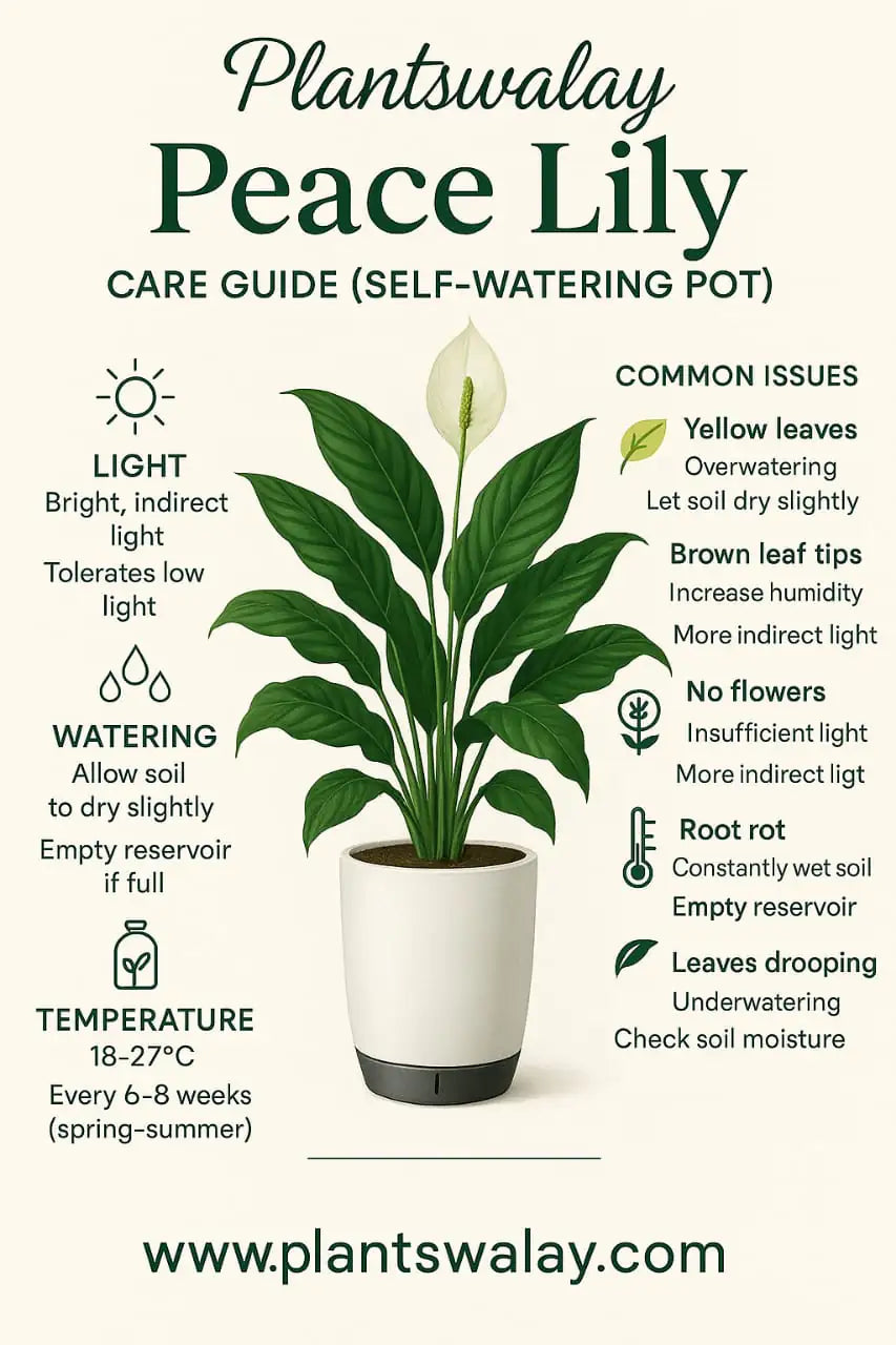maintaining a peace lily Peace lily (green) With self watering pot – plantswalay