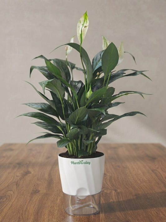 Peacelily (Balck) (premium) plant with self watering pot