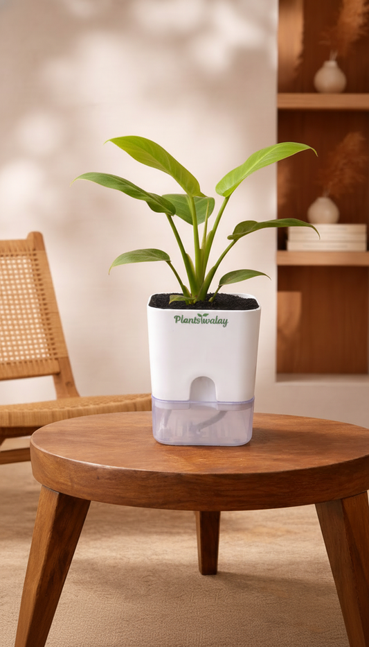Philodendron Green (imported)