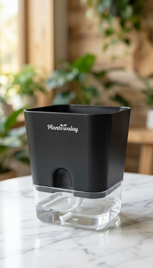Square self watering pot (without plant)