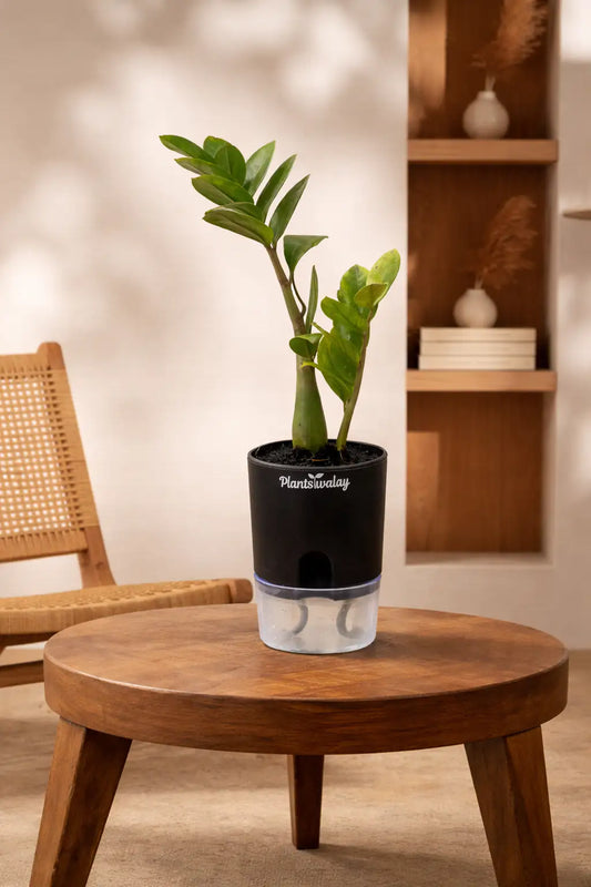 Zamioculcas Zamiifolia-Zamia ( large)   (ZZ) Plant With Self Watering Pot