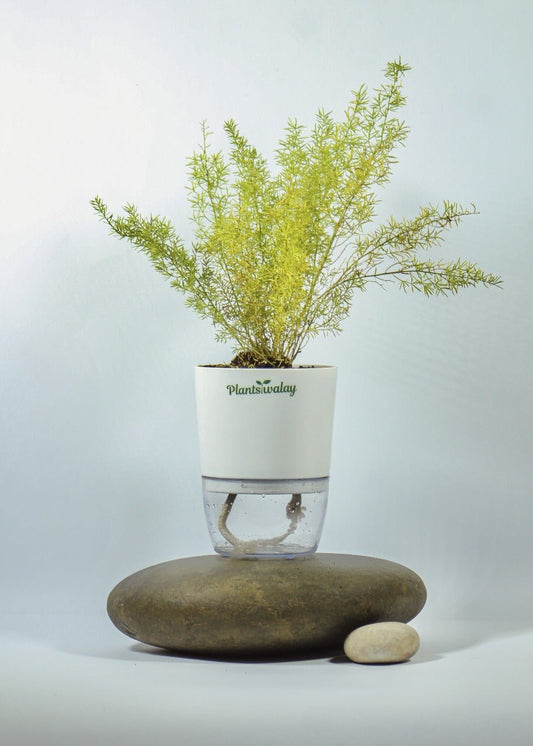 Asparagus Merry Fern With Self Watering Pot - plantswalay