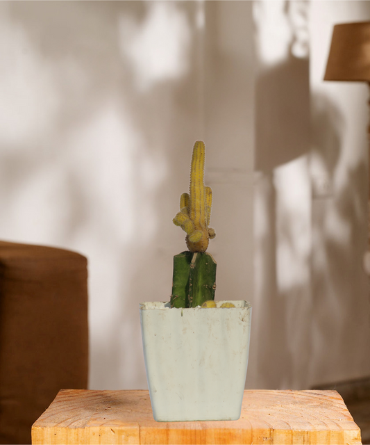 Moon Cactus Yellow  Long Grafted