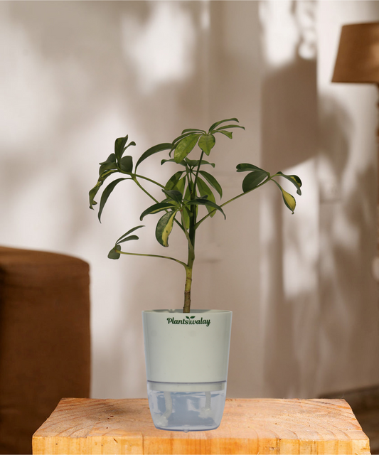 Schefflera With self watering pot