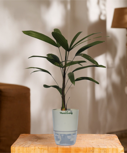 Ladyfinger palm With self watering pot