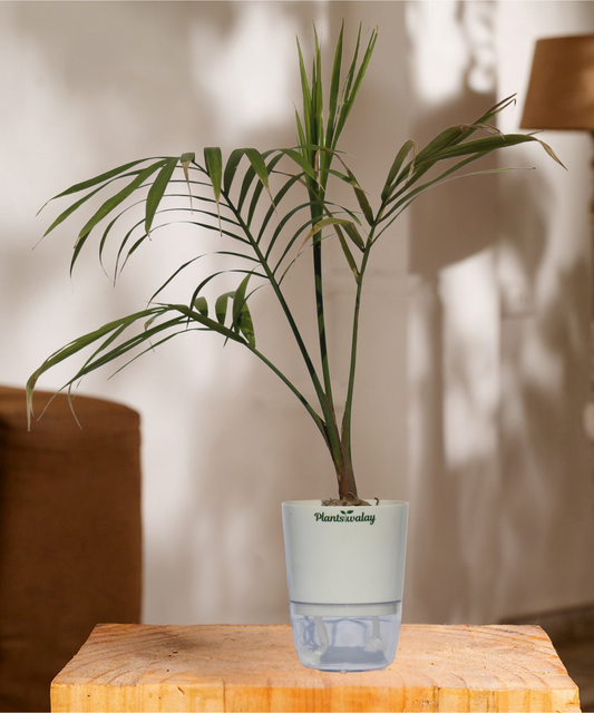 Parlor palm With self watering pot