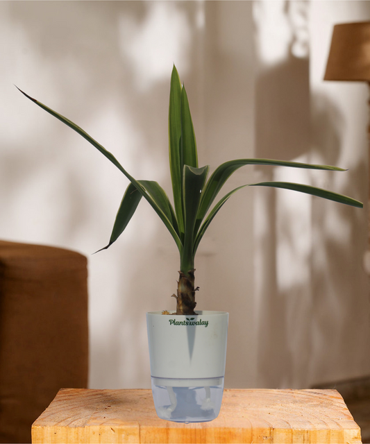 Yucca With self watering pot