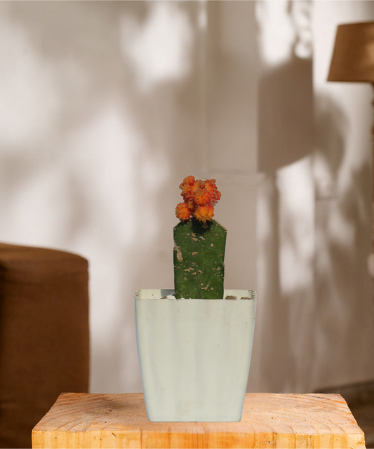 Moon Cactus Orange Grafted
