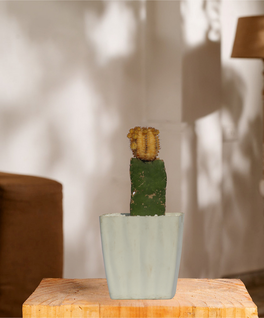 Moon Cactus Yellow Round  Grafted