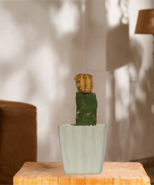 Moon Cactus Yellow Round  Grafted