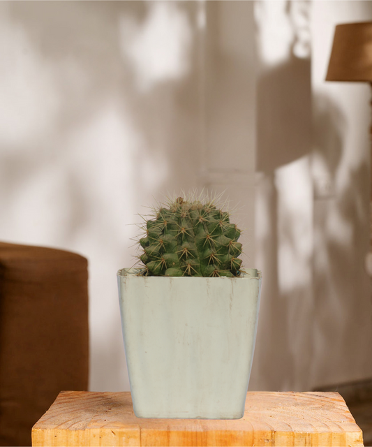 white barrel cactus