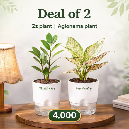 Deal of  2 - Zz plant, Aglonema Plant - with self watering pot
