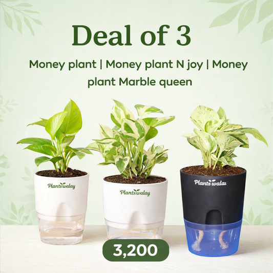 Deal of 3 - Money plant, Money plant N joy ,Money plant Marble queen - with self watering pot