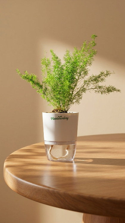 Asparagus Merry Fern With Self Watering Pot