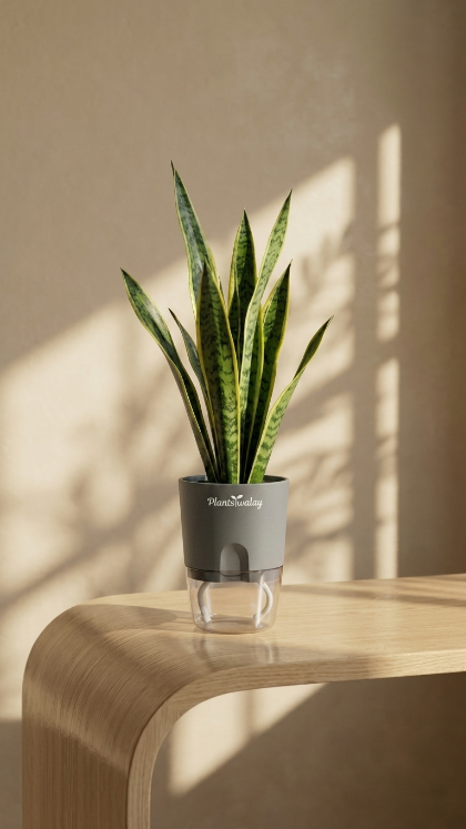 self watering indoor plant Green Snake Plant with Self-Watering Pot – plantswalay
