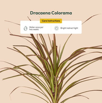Dracena Marginata Colorama with Self-Watering Pot