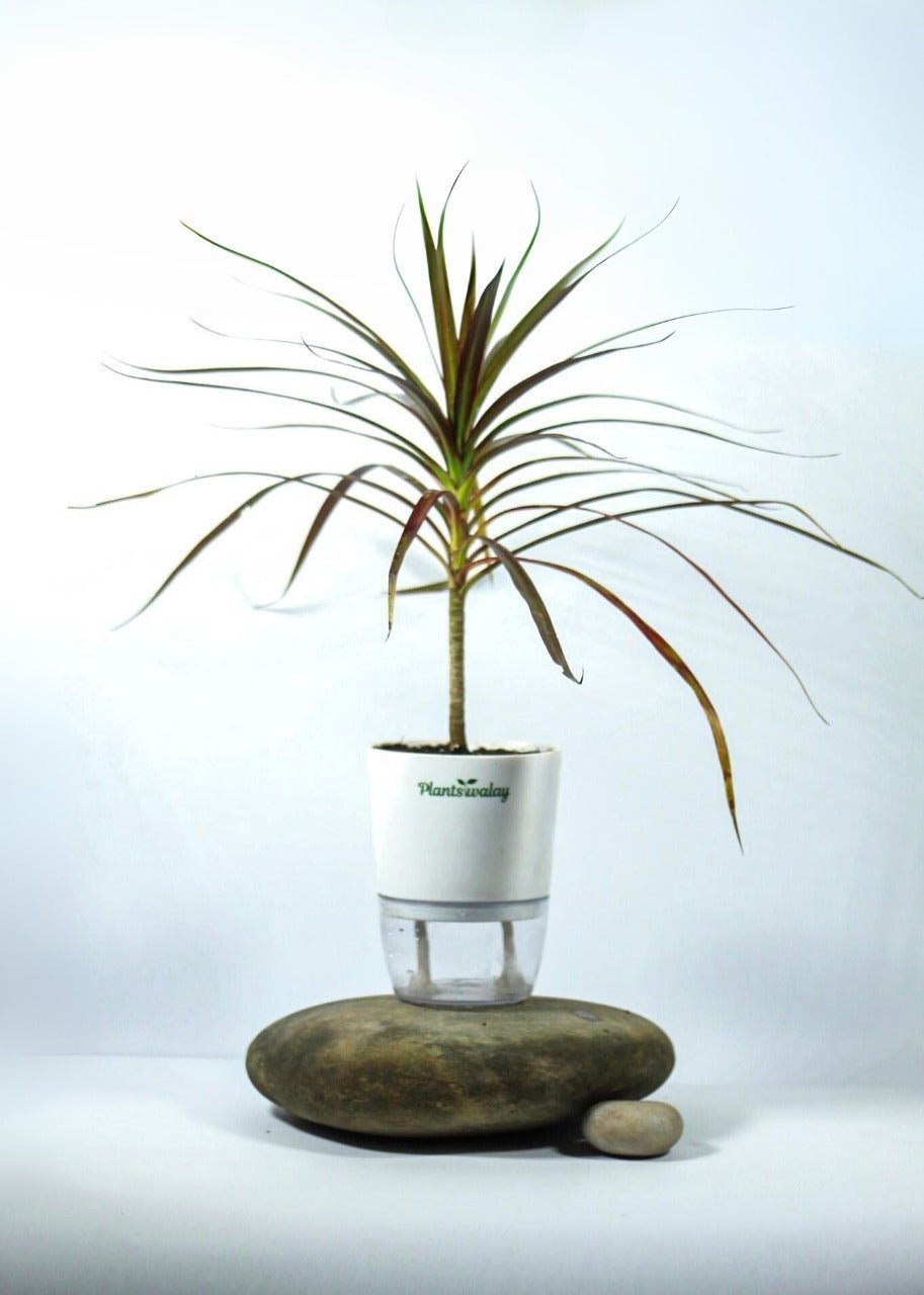Dracena Marginata Black With Self Watering Pot - plantswalay