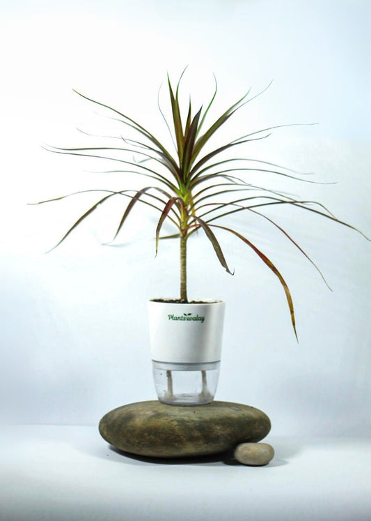 Dracena Marginata Black With Self Watering Pot - plantswalay