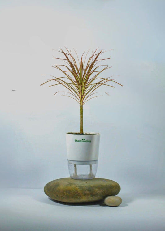 Dracena Marginata Colorama with Self - Watering Pot - plantswalay