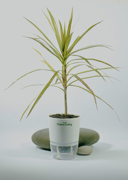 Dracena Marginata Red With Self Watering Pot - plantswalay