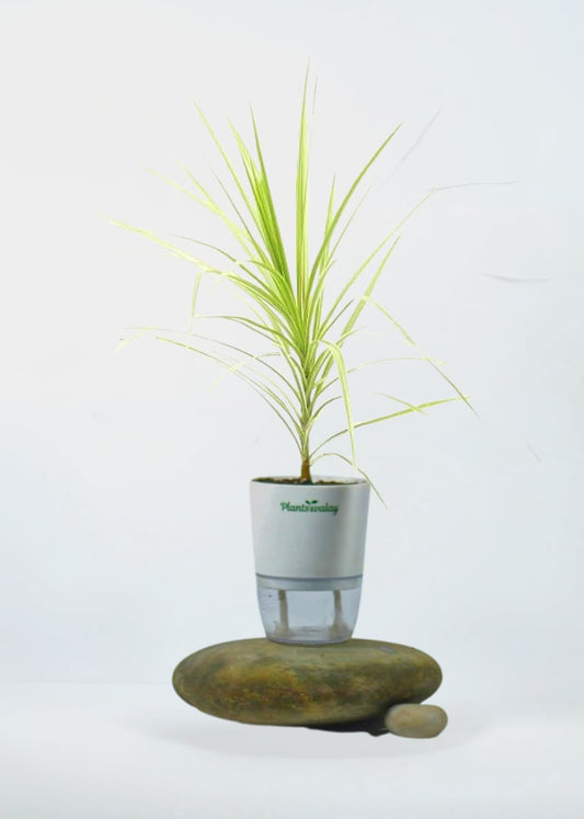 Dracena Marginata White With Self Watering Pot - plantswalay