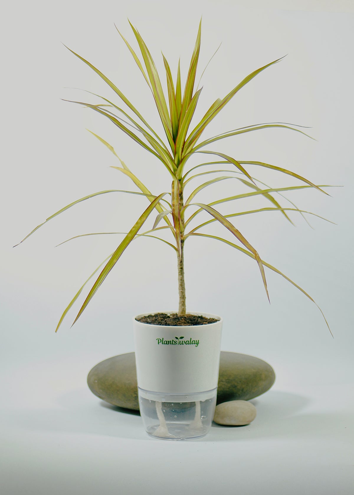 Dracaena marginata ‘Tricolor’ with Self-Watering Pot