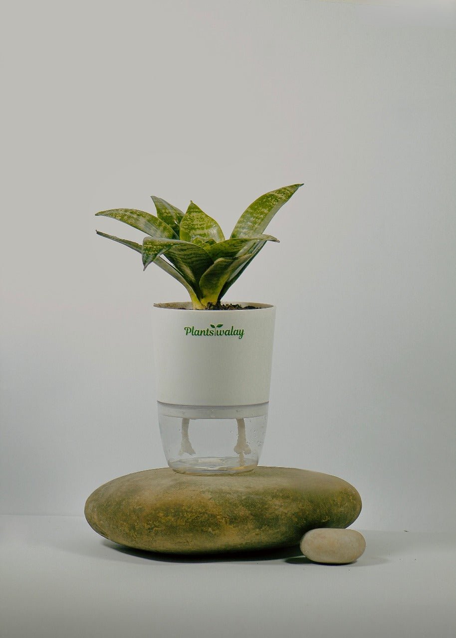 Dwarf Snake Plant With Self Watering Pot - plantswalay